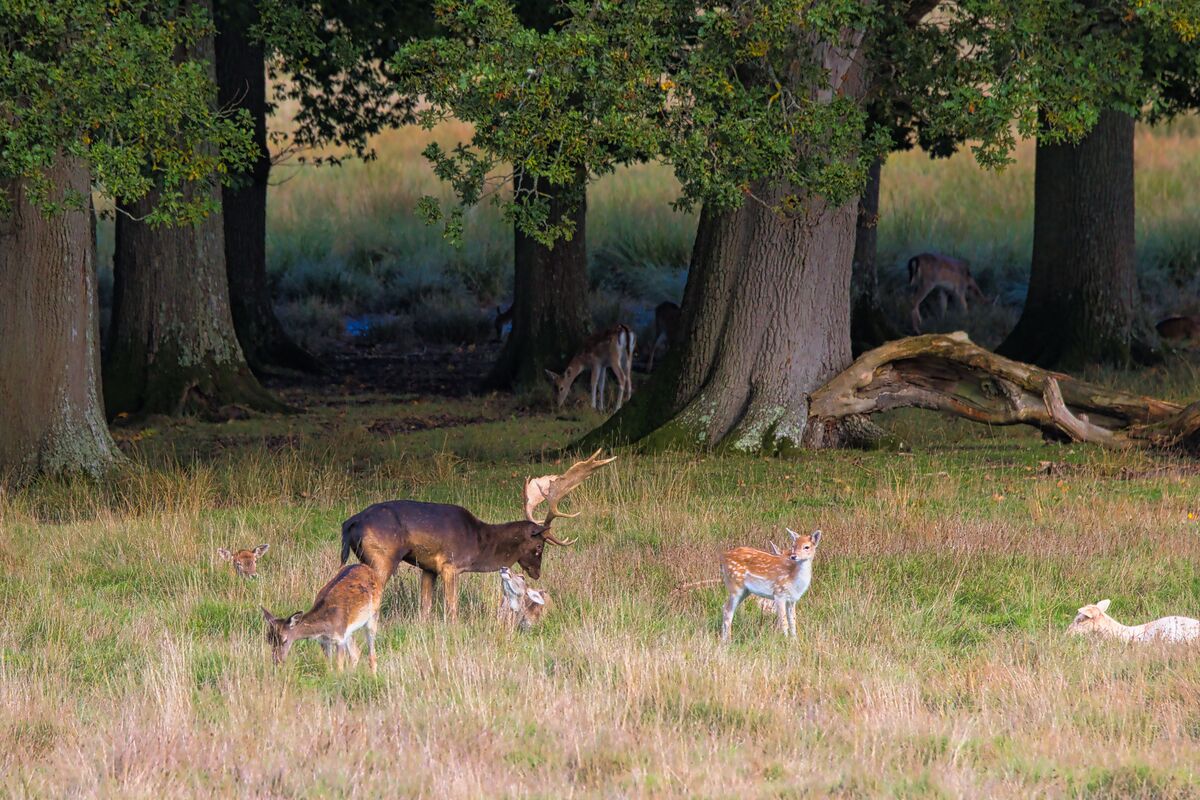 Deer in Petworth Park